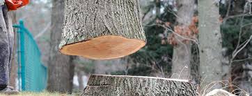 Best Leaf Removal  in Tomball, TX